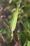 Persicaria lapathifolia. Лист (нижняя сторона). Ленинградская обл., Кургальский заказник, песчаный берег Финского залива, зона забрызга. 16.08.2014.