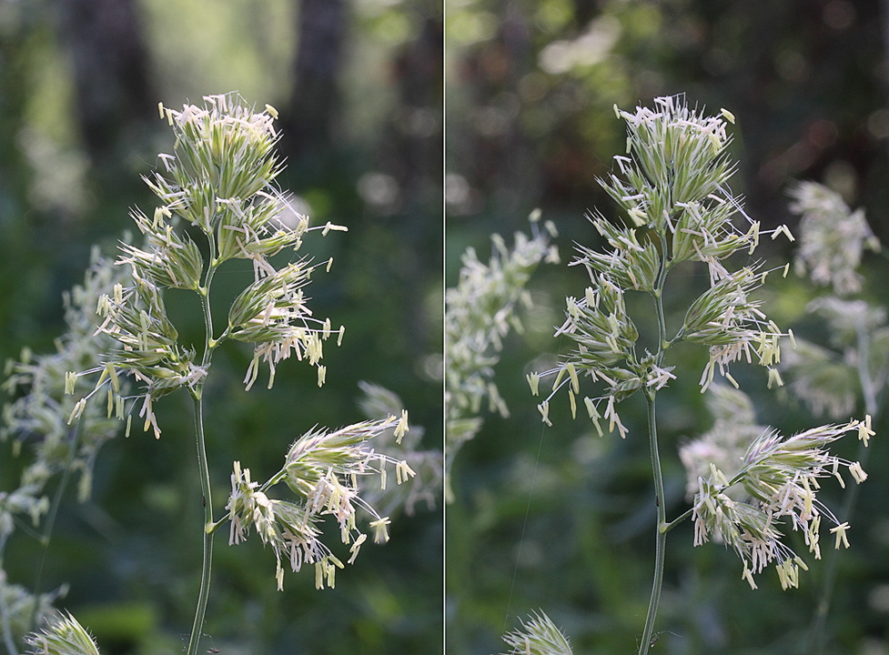 Изображение особи Dactylis glomerata.