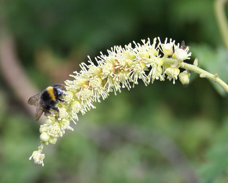 Image of Cimicifuga foetida specimen.