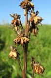 Ligularia glauca. Соплодие. Томская обл., окр. г. Томск, лесной луг. 02.08.2009.