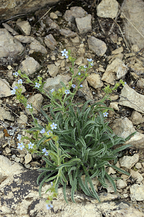 Image of Lappula kuprijanovii specimen.