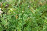 Aconitum barbatum