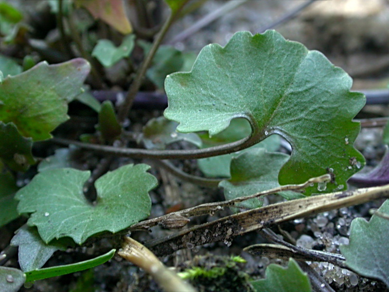 Изображение особи Campanula rotundifolia.