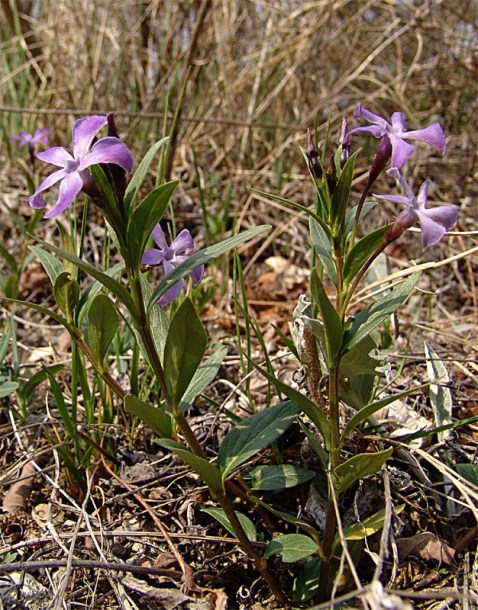 Изображение особи Vinca herbacea.