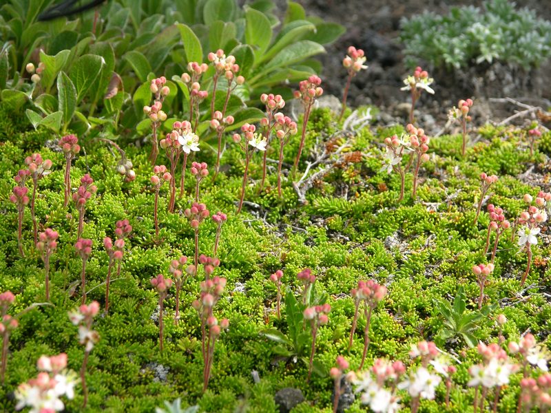 Изображение особи Bryanthus gmelinii.