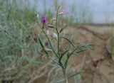 Astragalus karakugensis