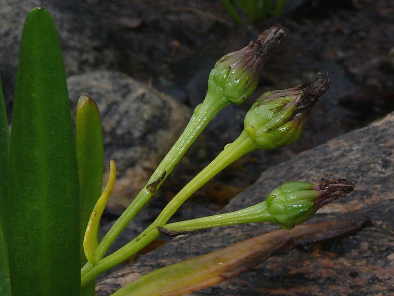 Image of Tripolium pannonicum ssp. tripolium specimen.