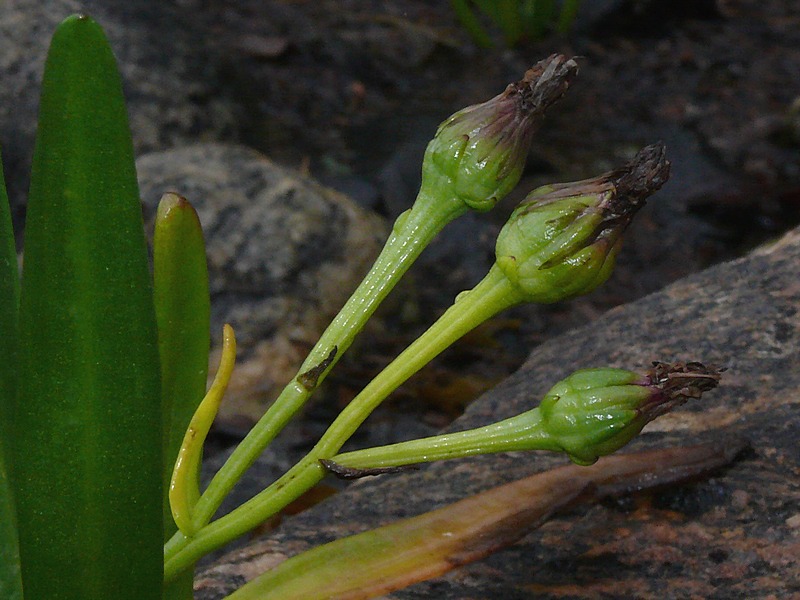 Изображение особи Tripolium pannonicum ssp. tripolium.