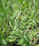 Camelina sylvestris