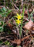 Gagea granulosa