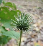 Arctium tomentosum