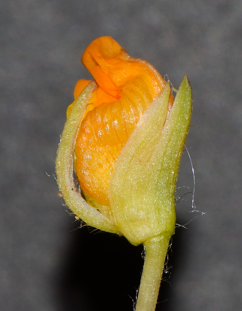 Image of Arachis hypogaea specimen.
