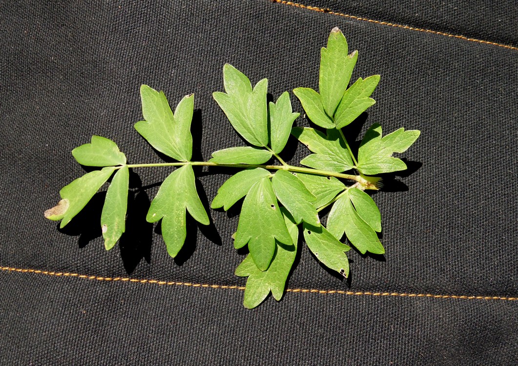 Image of Thalictrum simplex specimen.