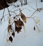 Lunaria rediviva. Высохшее отплодоносившее растение. Московская обл., Сергиево-Посадский р-н, Гремячий Ключ, лев. берег р. Вондиги, смешанный лес. 08.03.2015.