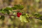 Ribes alpinum