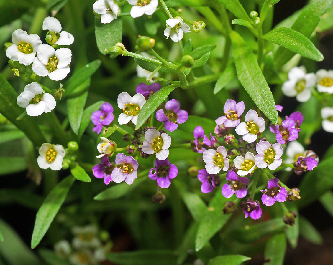 Изображение особи Lobularia maritima.