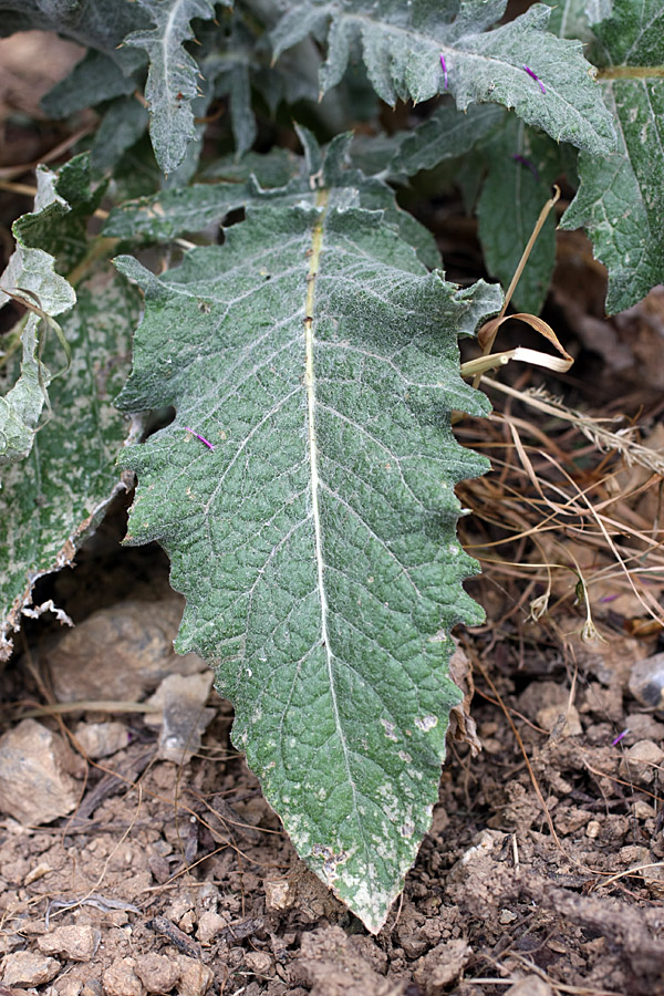 Изображение особи Cousinia microcarpa.