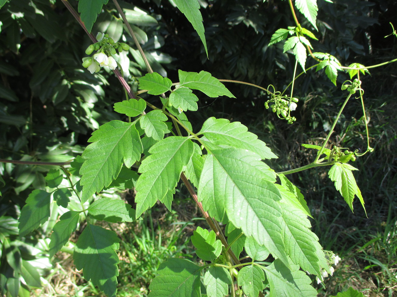 Изображение особи Cardiospermum grandiflorum.