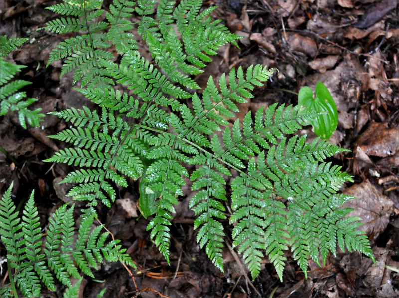 Изображение особи Dryopteris expansa.