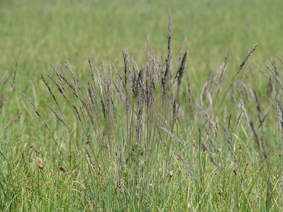 Изображение особи род Festuca.