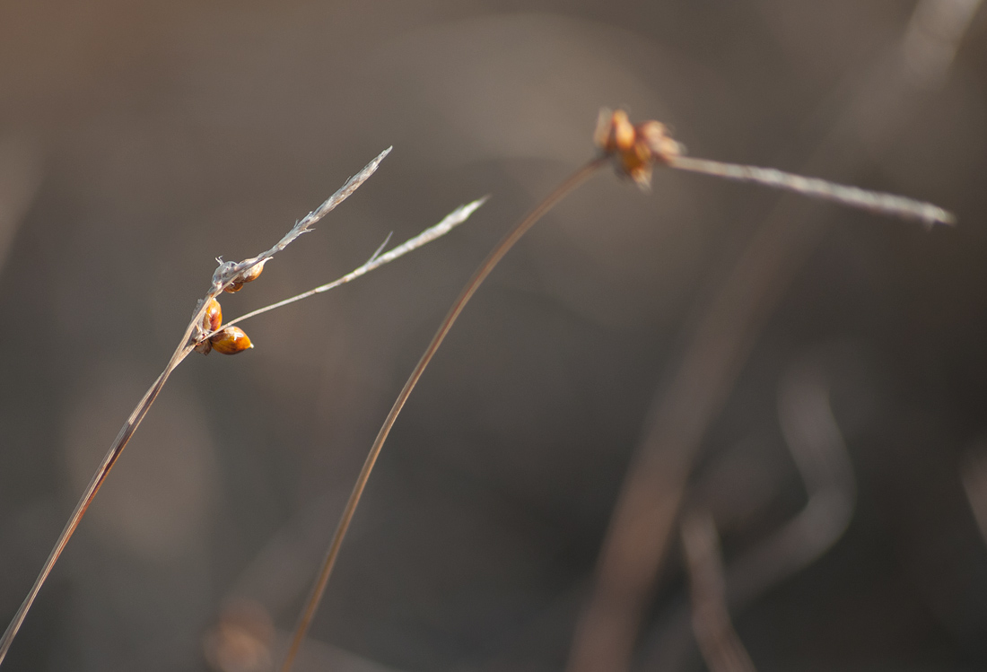 Image of Carex supina specimen.