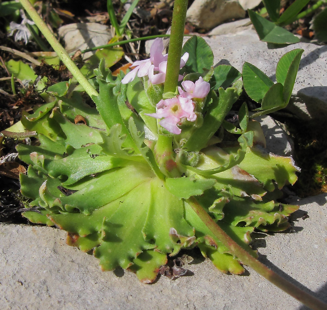 Image of Androsace albana specimen.