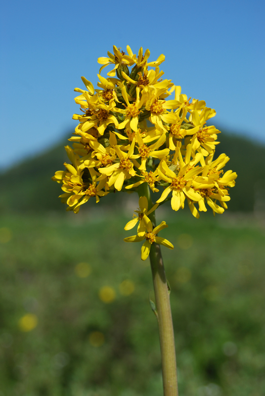 Изображение особи Ligularia glauca.