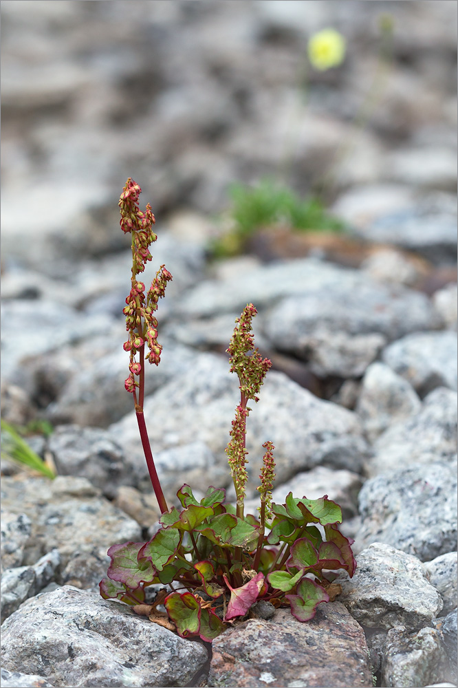 Image of Oxyria digyna specimen.
