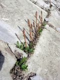 Equisetum arvense