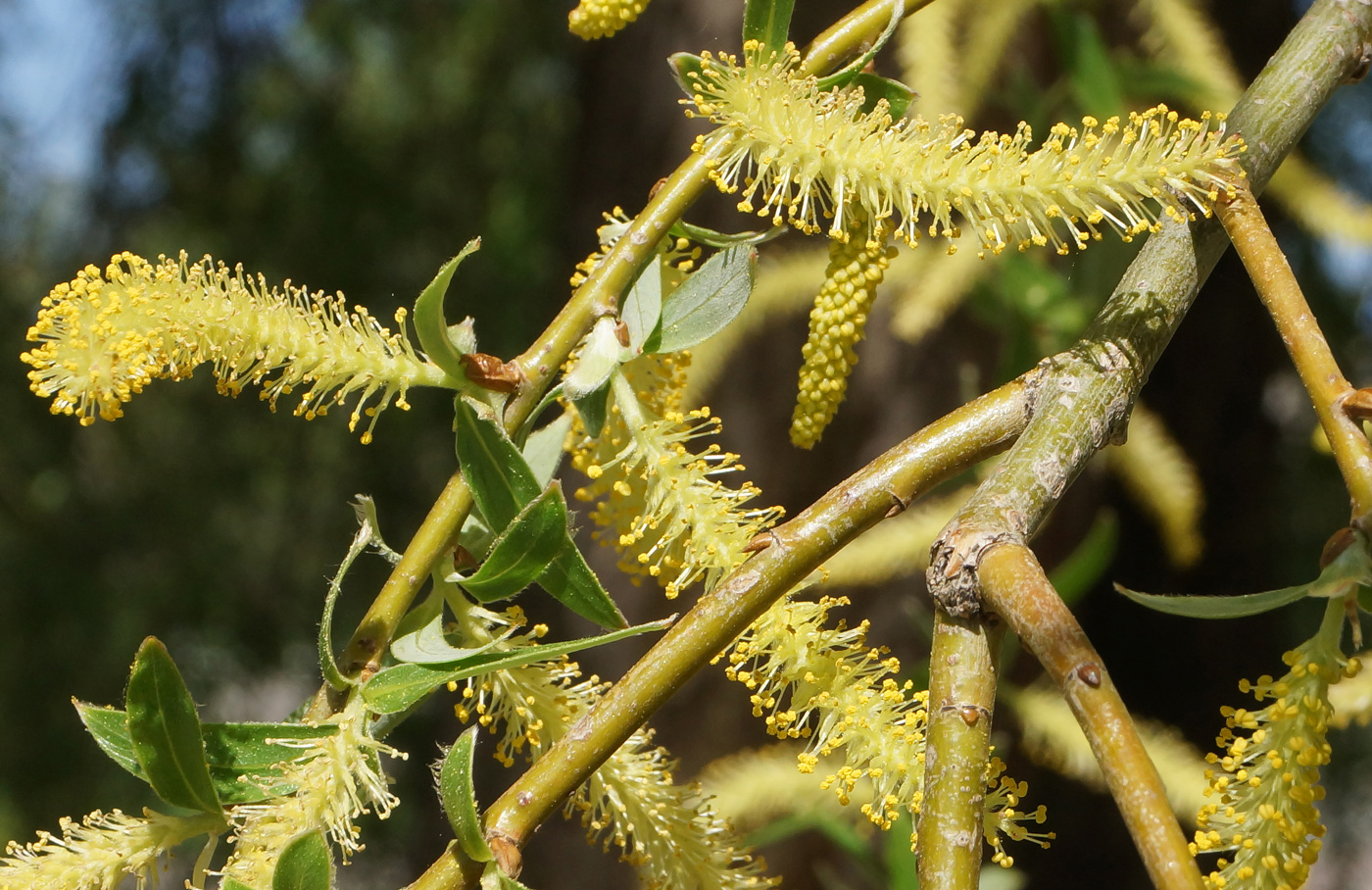 Image of Salix excelsa specimen.