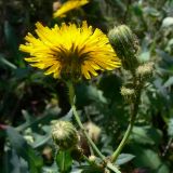 Sonchus arvensis. Распустившееся и нераспустившиеся соцветия. Челябинская обл., окр. г. Челябинск, Золотая горка, берёзовый лес. 26.08.2014.