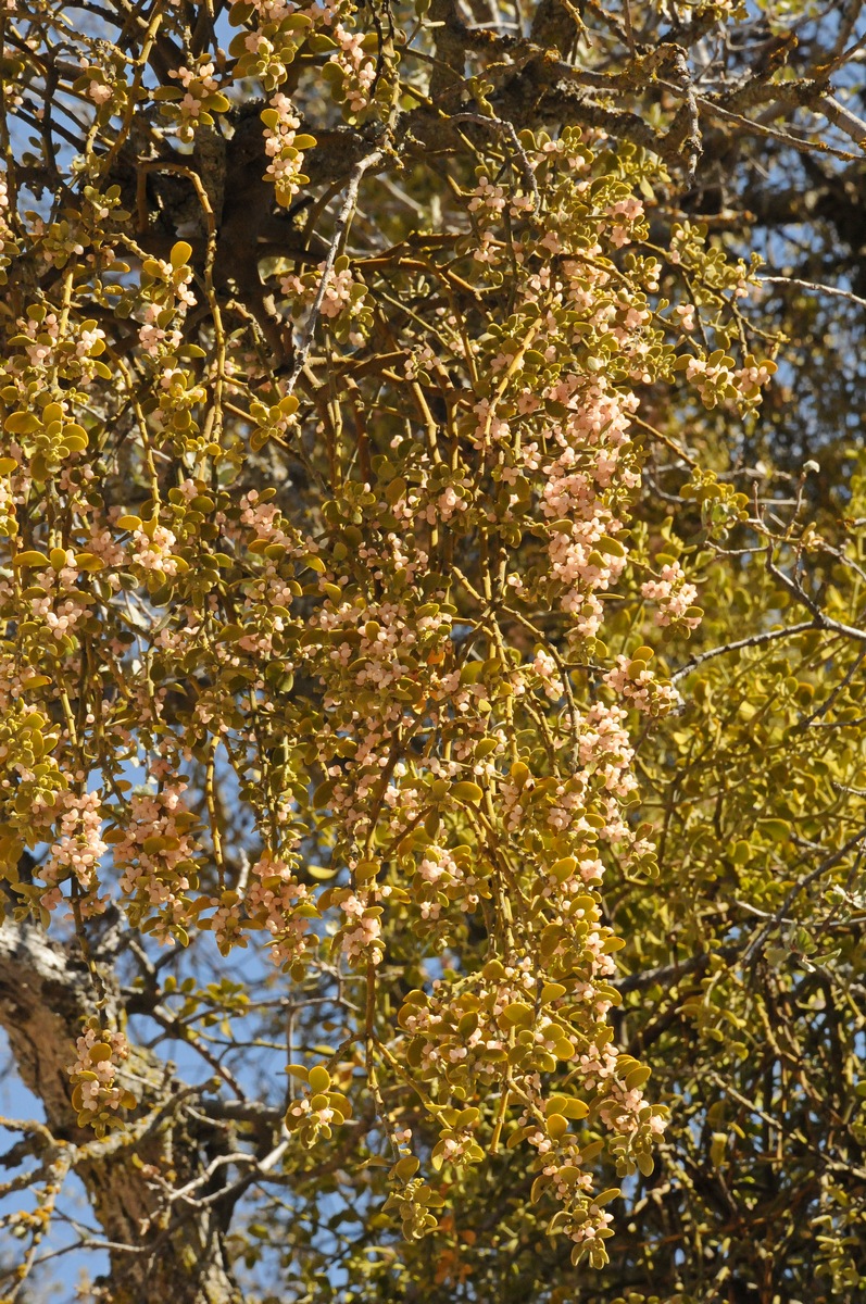 Изображение особи Phoradendron leucarpum.