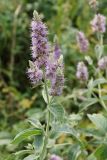 Mentha asiatica