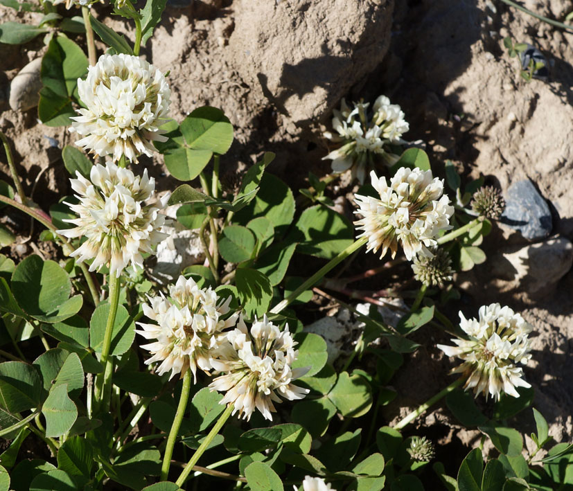 Изображение особи Trifolium repens.