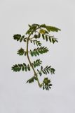 Tribulus terrestris