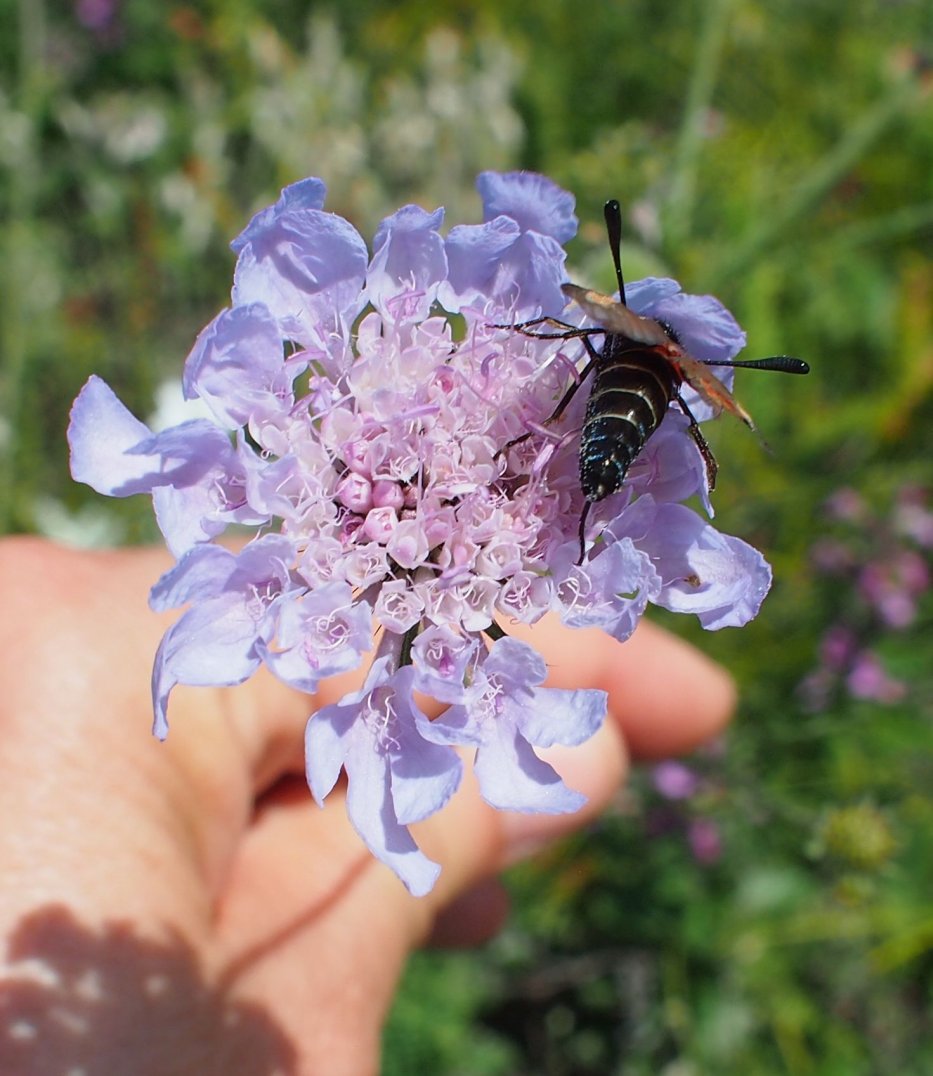 Изображение особи Scabiosa columbaria.