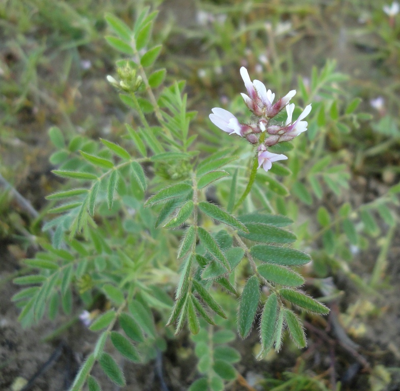 Изображение особи род Astragalus.