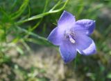 Campanula rotundifolia