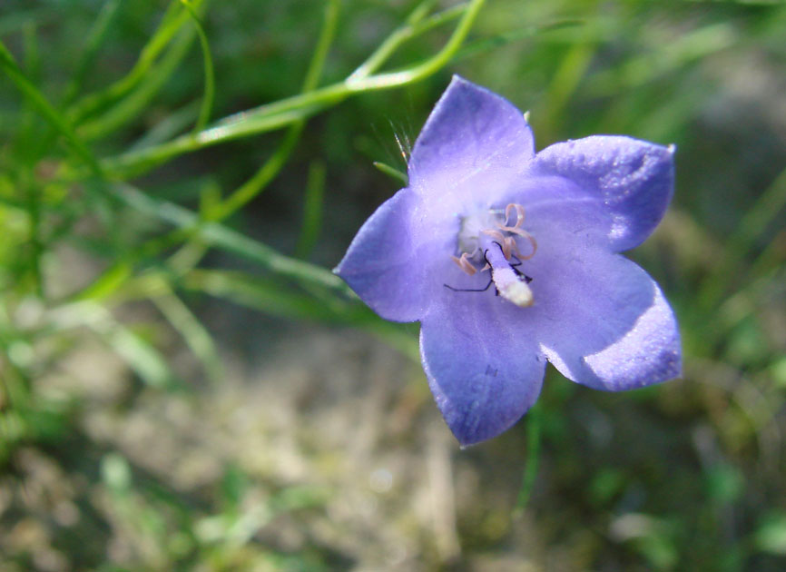 Изображение особи Campanula rotundifolia.