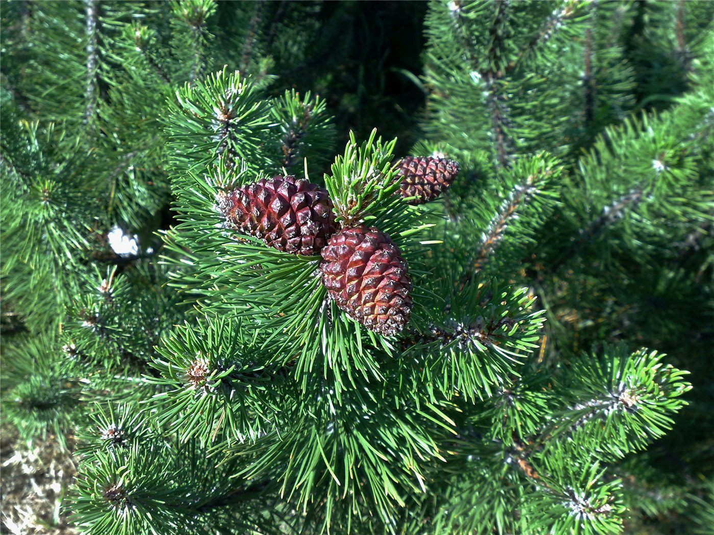 Изображение особи Pinus mugo.