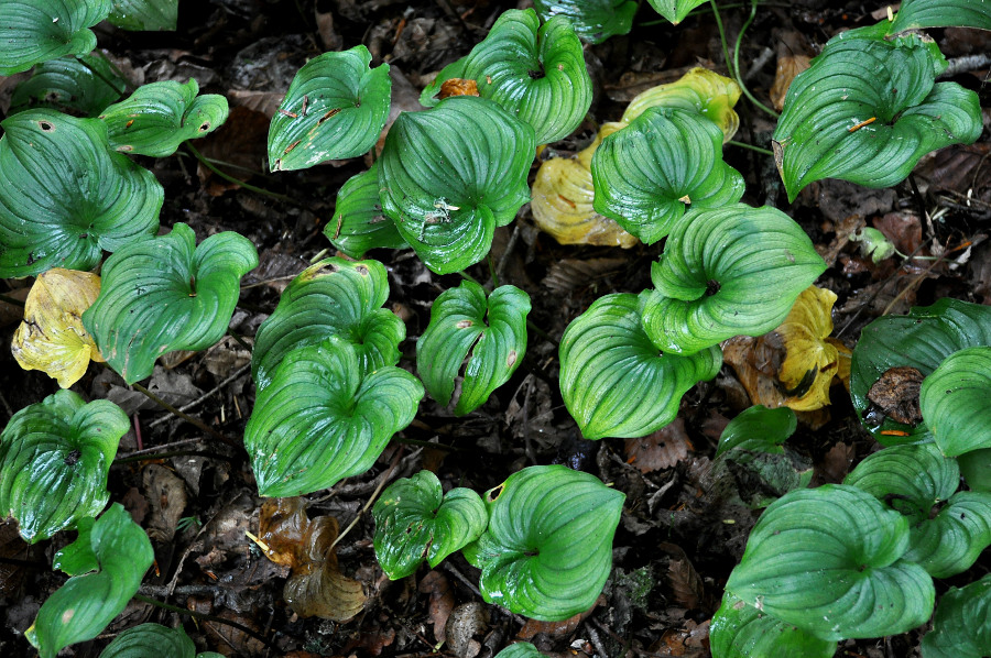 Изображение особи Maianthemum dilatatum.