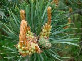 Pinus sylvestris