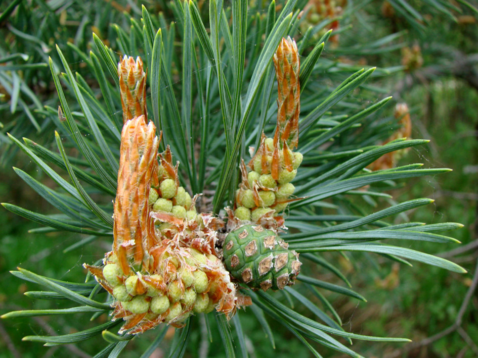 Изображение особи Pinus sylvestris.