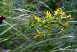 Solidago virgaurea. Верхушка цветущего растения. Челябинская обл., окр. г. Челябинск, Золотая горка, берёзовый лес. 21.08.2015.