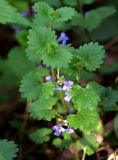 Glechoma hederacea