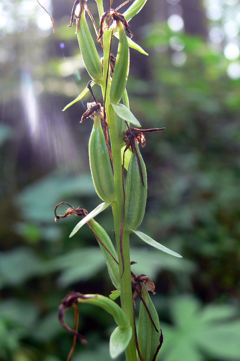 Изображение особи Platanthera bifolia.