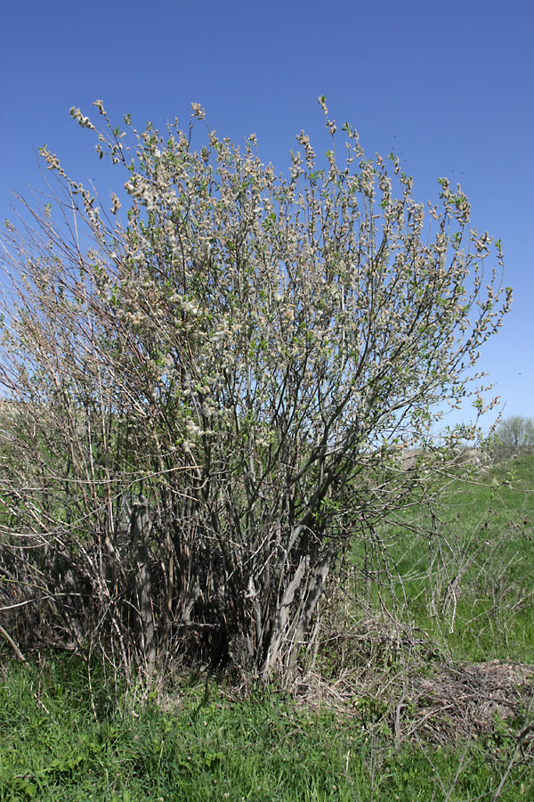 Image of genus Salix specimen.