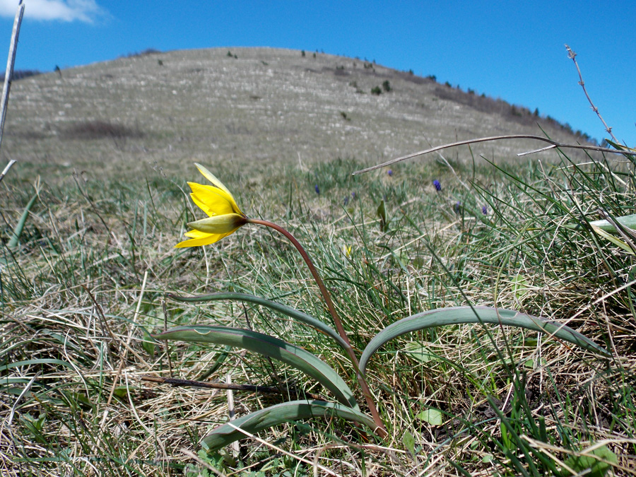 Image of Tulipa australis specimen.