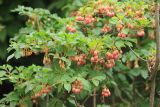 Enkianthus campanulatus