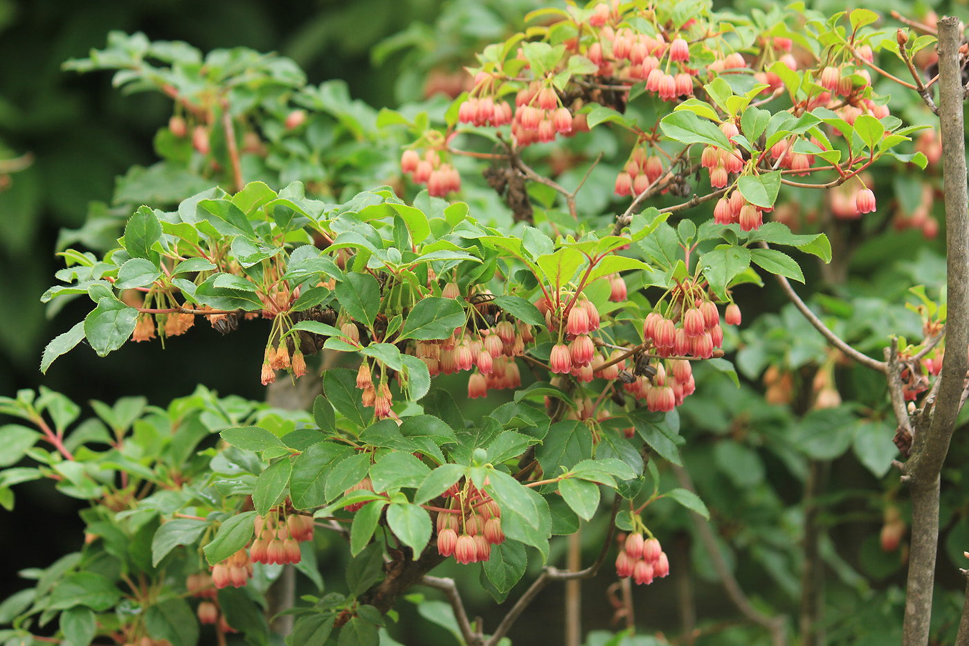 Image of Enkianthus campanulatus specimen.